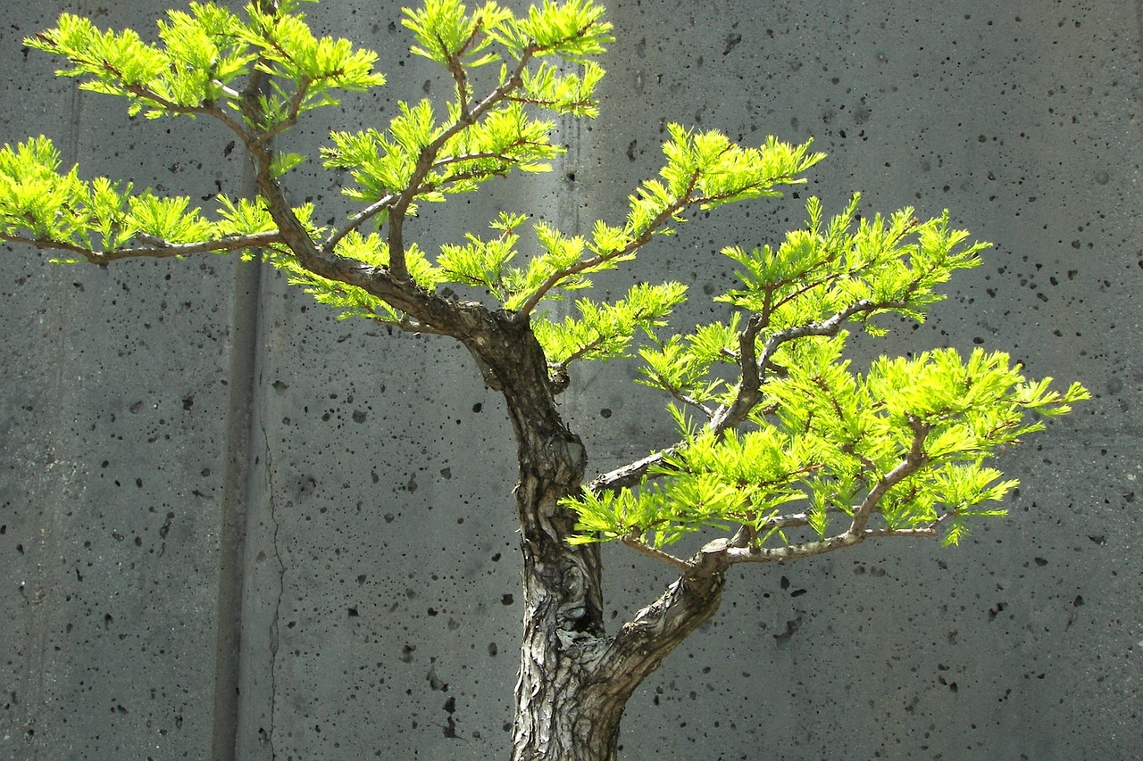 Master the Craft: Bonsai Tree Carving